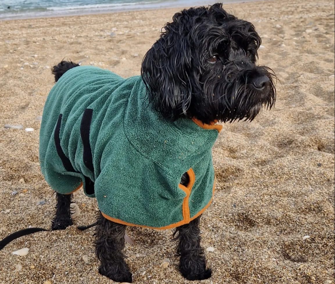 Dog on the beach