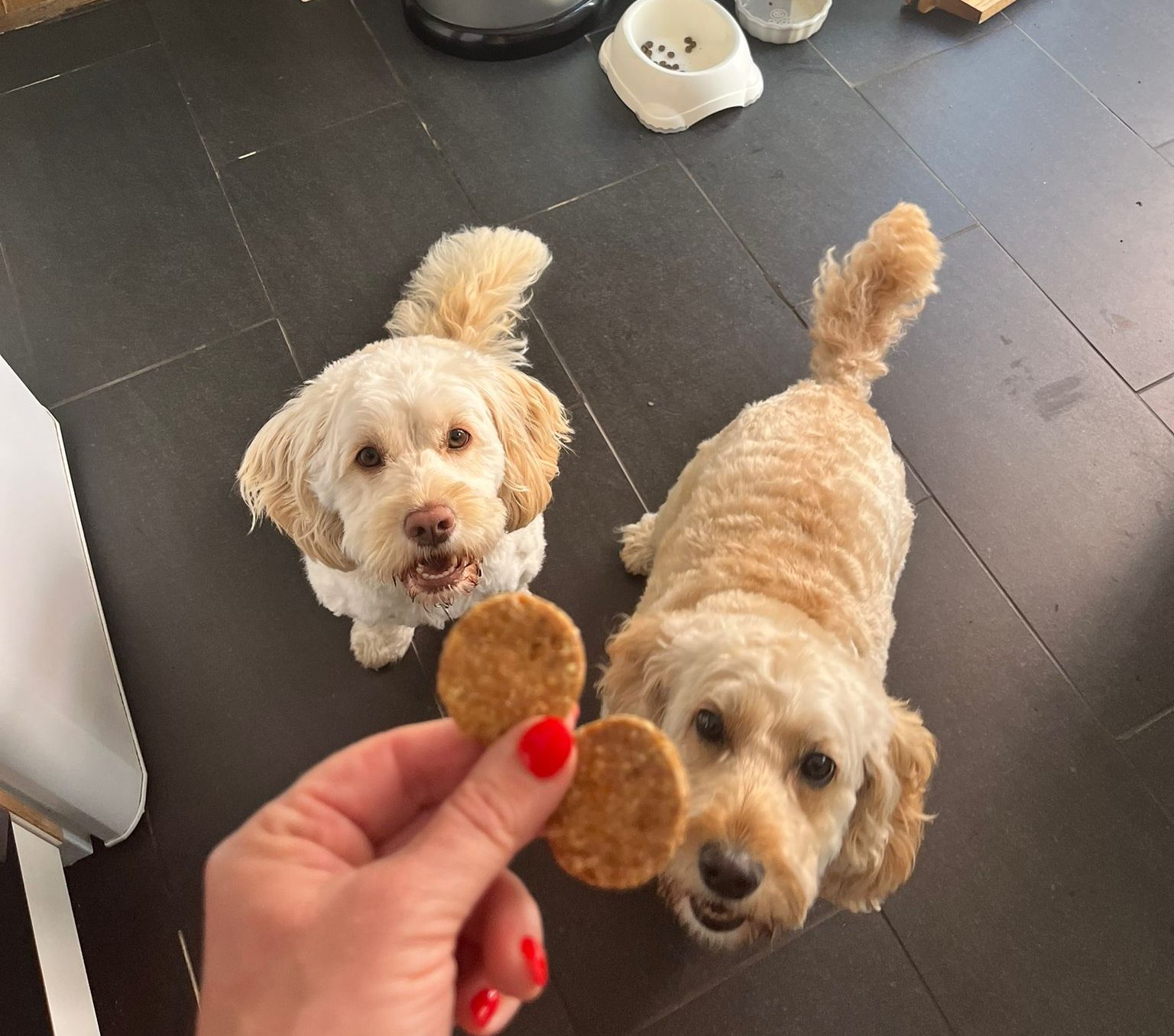 Dogs sitting for a treat